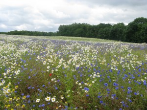 Blomsterängar (1)