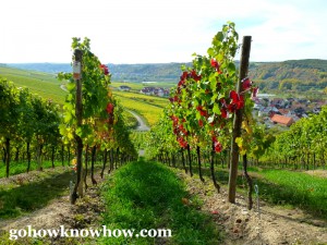 Grape vines begun to turn colors in the fall in Sommerhausen